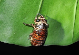 知了殼能治過(guò)敏性鼻炎嗎？知了殼可以治過(guò)敏性鼻炎嗎？