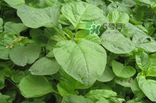 野莧菜什么人不能吃？野莧菜不能和什么一起吃