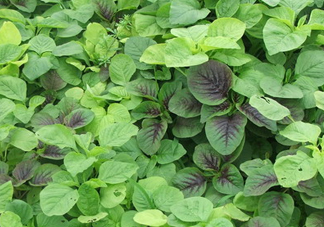 野莧菜有毒嗎？野莧菜怎么吃