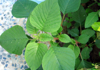 野莧菜什么人不能吃？野莧菜不能和什么一起吃