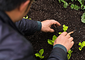 立秋可以種什么菜？立秋后可以種什么菜？