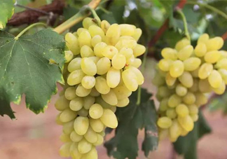 金手指葡萄多少錢一斤？金手指葡萄可以盆栽嗎