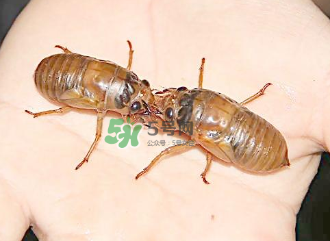 知了猴和知了哪個(gè)更好吃？知了猴和知了的區(qū)別