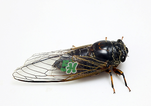 知了猴和知了哪個(gè)更好吃？知了猴和知了的區(qū)別