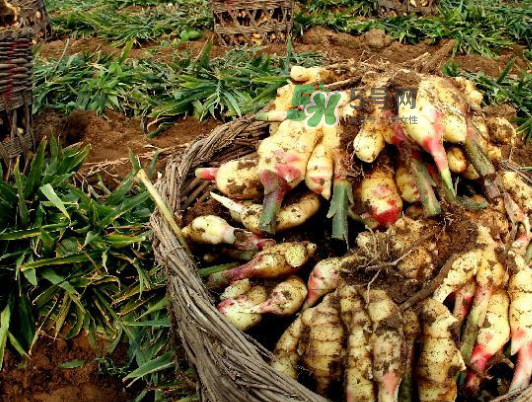 立秋能吃姜嗎？立秋后能吃姜嗎？