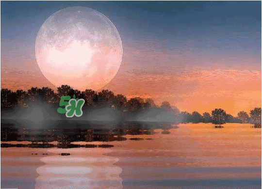 酸菜牛蛙月餅多少錢？酸菜牛蛙月餅好吃嗎？