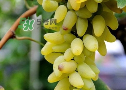 金手指葡萄是不是轉(zhuǎn)基因品種？美人指與金手指葡萄的區(qū)別