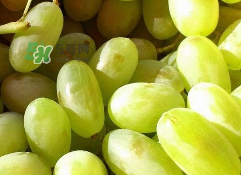 馬奶葡萄是只有新疆有嗎？綠馬奶葡萄為什么發(fā)澀