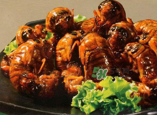 立秋后的金蟬能吃嗎？立秋后還有金蟬嗎？