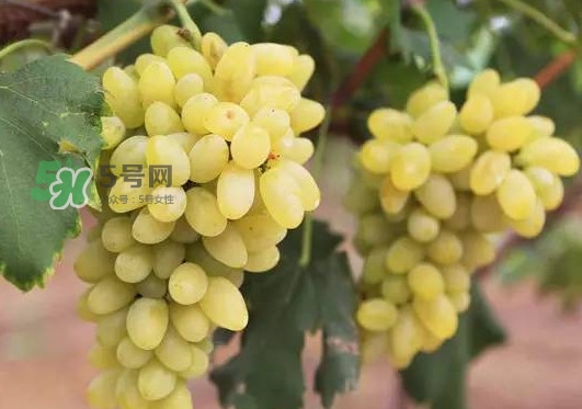 金手指葡萄多少錢一斤？金手指葡萄可以盆栽嗎