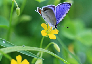 閏六月為什么熱？2017閏六月會(huì)多熱一個(gè)月嗎？