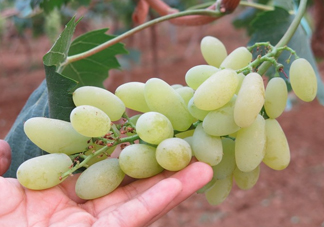 金手指葡萄是不是轉(zhuǎn)基因品種？美人指與金手指葡萄的區(qū)別