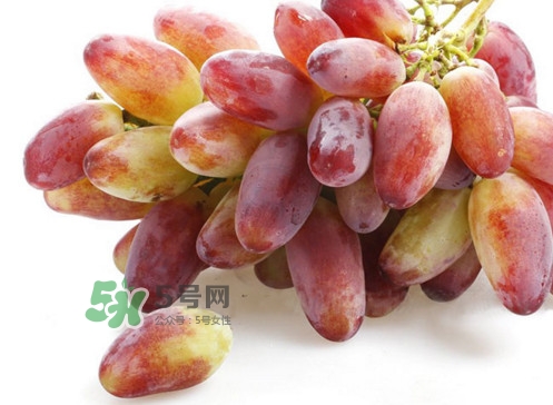 金手指葡萄是不是轉(zhuǎn)基因品種？美人指與金手指葡萄的區(qū)別