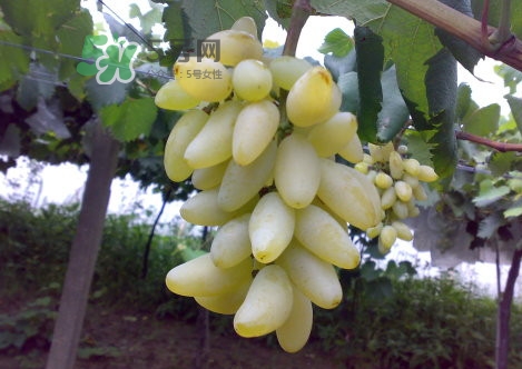 金手指葡萄是不是轉(zhuǎn)基因品種？美人指與金手指葡萄的區(qū)別