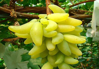 金手指葡萄有籽嗎？金手指葡萄有核嗎