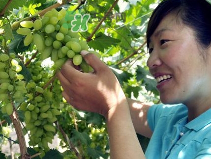 金手指葡萄到底有什么缺點(diǎn)？金手指葡萄什么時(shí)候成熟