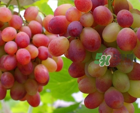 馬陸葡萄多少錢一斤？馬陸葡萄什么時候上市