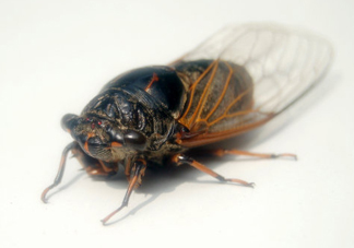 知了猴和知了哪個(gè)更好吃？知了猴和知了的區(qū)別