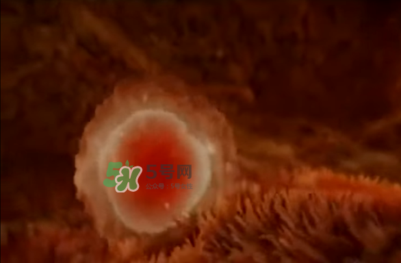 懷孕初期怎么保胎？陰道出血是流產(chǎn)征兆嗎？