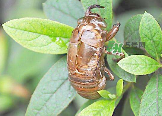 金蟬殼有什么藥用價(jià)值？金蟬殼的功效與作用