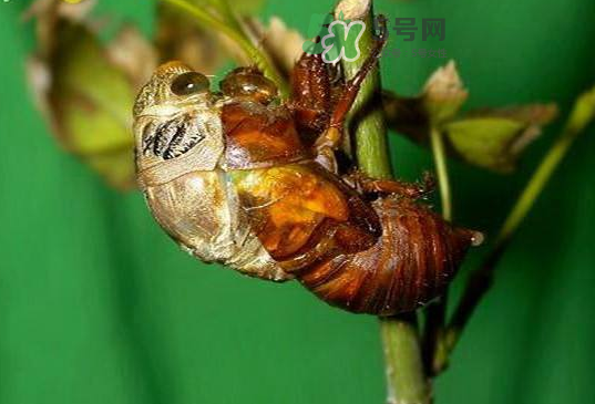 金蟬殼有什么藥用價(jià)值？金蟬殼的功效與作用