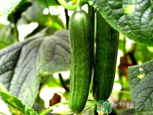 8月份能種黃瓜嗎？八月份能種黃瓜嗎？