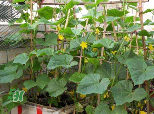 8月份能種黃瓜嗎？八月份能種黃瓜嗎？