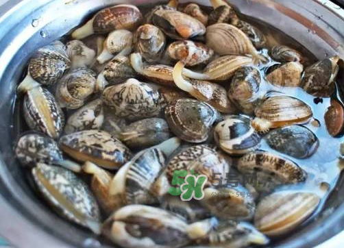 花蛤是什么 花蛤多少錢一斤市場(chǎng)價(jià) 花蛤是什么 花蛤多少錢一斤市場(chǎng)價(jià)
