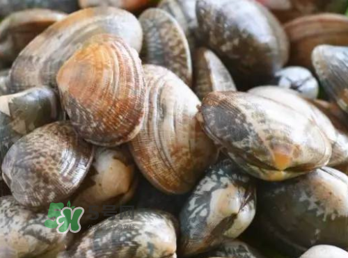 花蛤開(kāi)口了還能吃嗎？花蛤開(kāi)口不動(dòng)還能吃嗎？