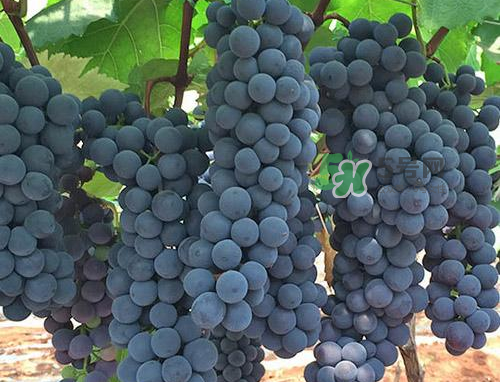 夏黑葡萄有籽嗎？夏黑葡萄好吃嗎？