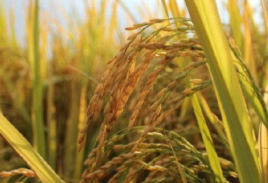 轉(zhuǎn)基因是什么意思？美國人不吃轉(zhuǎn)基因?qū)Ｙu中國人