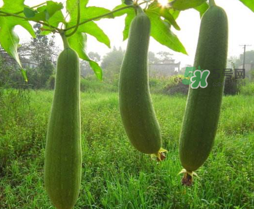 八月份可以種絲瓜嗎？8月份可以種絲瓜嗎？