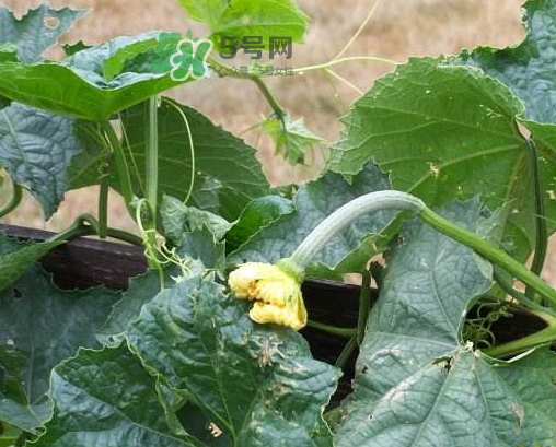 八月份可以種絲瓜嗎？8月份可以種絲瓜嗎？