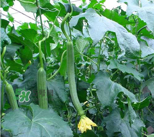 八月份可以種絲瓜嗎？8月份可以種絲瓜嗎？