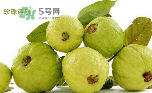 芭樂是什么季節(jié)的水果？芭樂什么時(shí)候吃最好