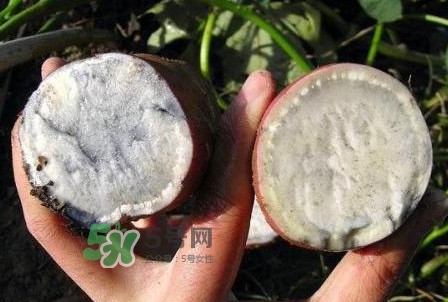 雜交水稻是不是轉(zhuǎn)基因？轉(zhuǎn)基因食品有哪些？