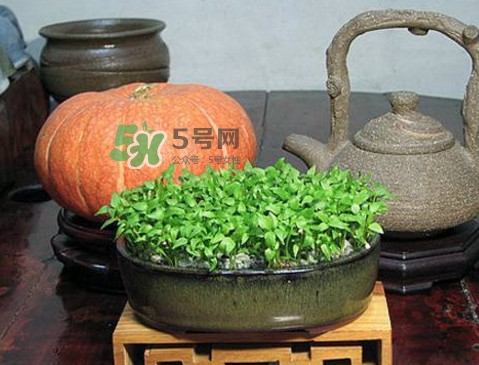 芭樂籽吃了會便秘嗎？芭樂的籽能種嗎