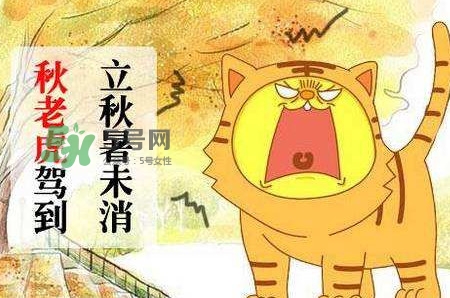 秋老虎熱嗎？末伏熱還是秋老虎熱？