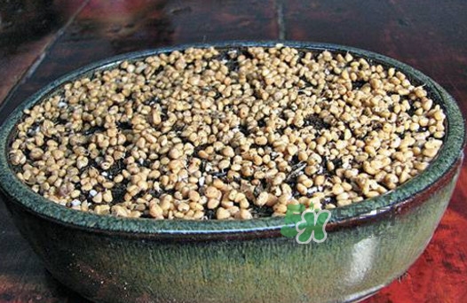 芭樂籽吃了會便秘嗎？芭樂的籽能種嗎