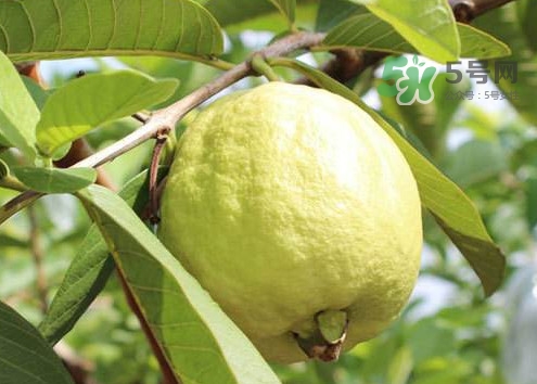 芭樂皮能吃嗎？芭樂皮可以吃嗎