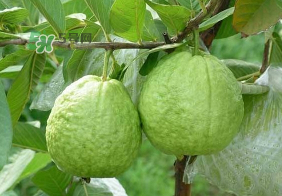 芭樂(lè)和番石榴有什么區(qū)別？芭樂(lè)和番石榴的區(qū)別