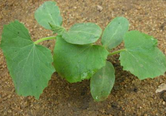 8月份能種黃瓜嗎？八月份能種黃瓜嗎？