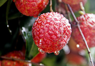 九月份還有荔枝嗎？荔枝幾月份沒有？