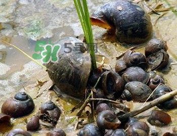 怎么殺死福壽螺寄生蟲？福壽螺寄生蟲怎么去除？