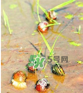 怎么殺死福壽螺寄生蟲？福壽螺寄生蟲怎么去除？