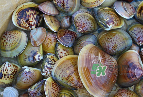 花蛤可以淡水養(yǎng)幾天？花蛤可以養(yǎng)幾天？