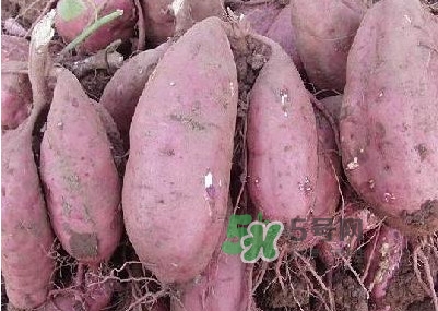 紅薯有什么營(yíng)養(yǎng)價(jià)值？紅薯有轉(zhuǎn)基因的嗎
