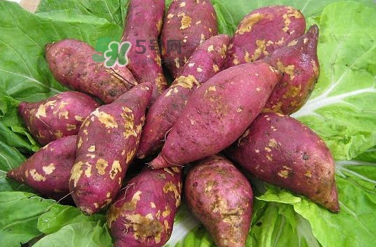 地瓜發(fā)芽了怎么種盆栽？拔絲地瓜怎么熬糖