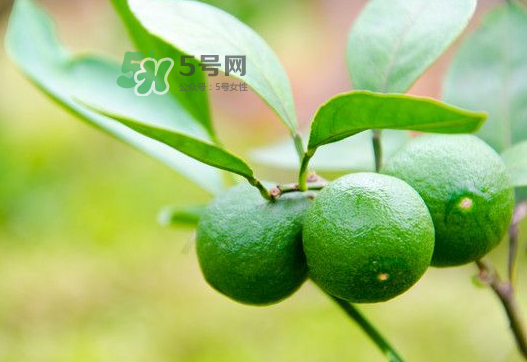 八月份可以吃橘子嗎？八月份的橘子能吃嗎？