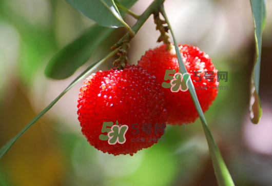 八月份還有楊梅嗎？楊梅幾月份結(jié)束？